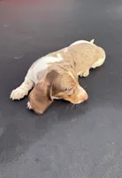Isabella dapple and tan piebald , a male Miniature Dachshund for sale in Carthage, MS – 9 of 9