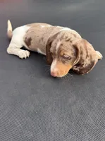 Isabella dapple and tan piebald , a male Miniature Dachshund for sale in Carthage, MS – 2 of 9