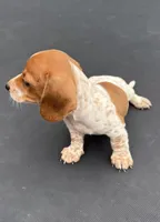 Gill’s mini dachshund , a female Miniature Dachshund for sale in Carthage, MS – 7 of 7