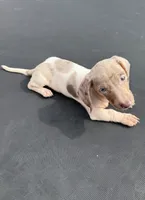 Isabella dapple and tan pie bald , a male Miniature Dachshund for sale in Carthage, MS – 3 of 4