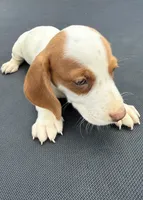 Mini dachshund , a male Miniature Dachshund for sale in Carthage, MS – 2 of 5