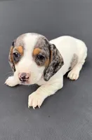 Miniature dachshund , a male Miniature Dachshund for sale in Carthage, MS – 1 of 4