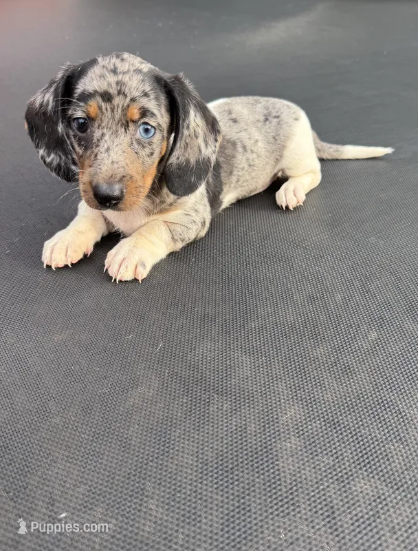 Silver dapple and tan piebald  – Miniature Dachshund puppy for sale in Carthage, MS