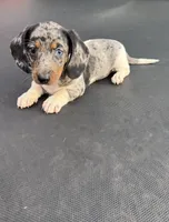 Silver dapple and tan piebald , a female Miniature Dachshund for sale in Carthage, MS – 1 of 10