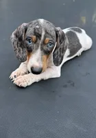 Silver dapple and tan mini dachshund , a male Miniature Dachshund for sale in Carthage, MS – 3 of 9