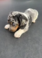 Silver dapple and tan piebald , a female Miniature Dachshund for sale in Carthage, MS – 7 of 10
