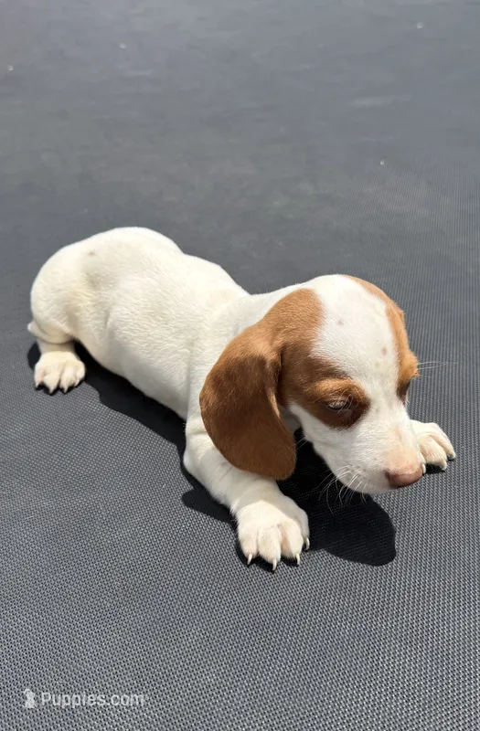 Mini dachshund  – Miniature Dachshund puppy for sale in Carthage, MS