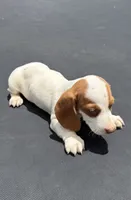 Mini dachshund , a male Miniature Dachshund for sale in Carthage, MS – 1 of 5