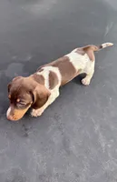 Chocolate and tan piebald, a female Miniature Dachshund for sale in Carthage, MS – 4 of 10