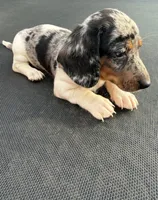 Silver dapple and tan piebald , a female Miniature Dachshund for sale in Carthage, MS – 10 of 10