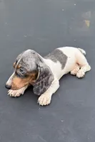 Silver dapple and tan mini dachshund , a male Miniature Dachshund for sale in Carthage, MS – 7 of 9