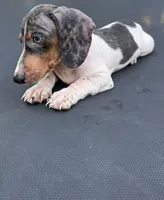 Silver dapple and tan mini dachshund , a male Miniature Dachshund for sale in Carthage, MS – 8 of 9