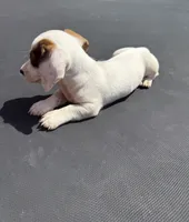 GG’s mini dachshund , a female Miniature Dachshund for sale in Carthage, MS – 4 of 6