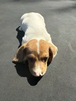 Red piebald, a male Miniature Dachshund for sale in Carthage, MS – 4 of 4