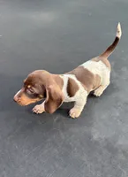 Chocolate and tan piebald, a female Miniature Dachshund for sale in Carthage, MS – 7 of 10