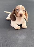 Isabella dapple and tan piebald , a male Miniature Dachshund for sale in Carthage, MS – 8 of 9