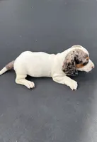 Miniature dachshund , a male Miniature Dachshund for sale in Carthage, MS – 3 of 4