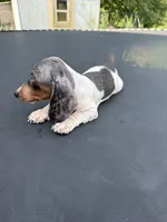 Silver dapple and tan mini dachshund , a male Miniature Dachshund for sale in Carthage, MS – 9 of 9