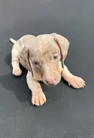 Isabella dapple and tan pie bald , a male Miniature Dachshund for sale in Carthage, MS – 2 of 4