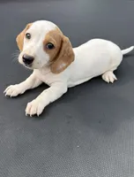 Red piebald 2, a male Miniature Dachshund for sale in Carthage, MS – 4 of 5