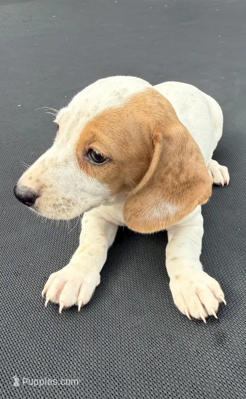Red piebald 2, a male Miniature Dachshund for sale in Carthage, MS – 1 of 5