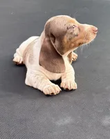 Isabella dapple and tan piebald , a male Miniature Dachshund for sale in Carthage, MS – 4 of 9