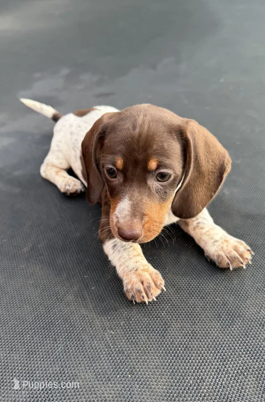 Chocolate and tan piebald – Miniature Dachshund puppy for sale in Carthage, MS