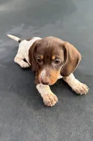 Chocolate and tan piebald, a female Miniature Dachshund for sale in Carthage, MS – 1 of 10