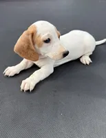 Red piebald 2, a male Miniature Dachshund for sale in Carthage, MS – 3 of 5