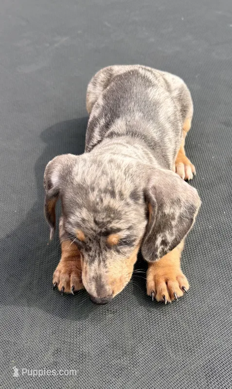 Silver dapple mini dachshund  – Miniature Dachshund puppy for sale in Carthage, MS