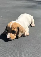 Red piebald, a male Miniature Dachshund for sale in Carthage, MS – 2 of 4