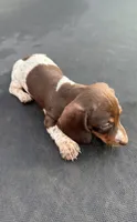 Chocolate and tan piebald, a female Miniature Dachshund for sale in Carthage, MS – 8 of 10