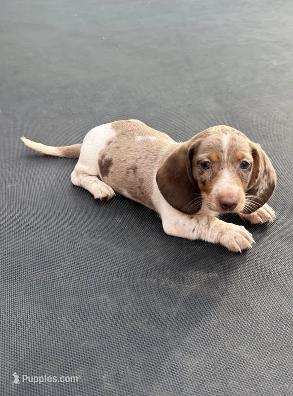 Isabella dapple and tan piebald  – Miniature Dachshund puppy for sale in Carthage, MS