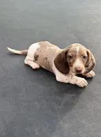 Isabella dapple and tan piebald , a male Miniature Dachshund for sale in Carthage, MS – 1 of 9