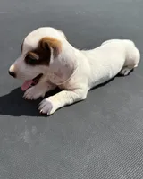 GG’s mini dachshund , a female Miniature Dachshund for sale in Carthage, MS – 2 of 6