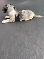 Silver dapple and tan piebald , a female Miniature Dachshund for sale in Carthage, MS – 9 of 10
