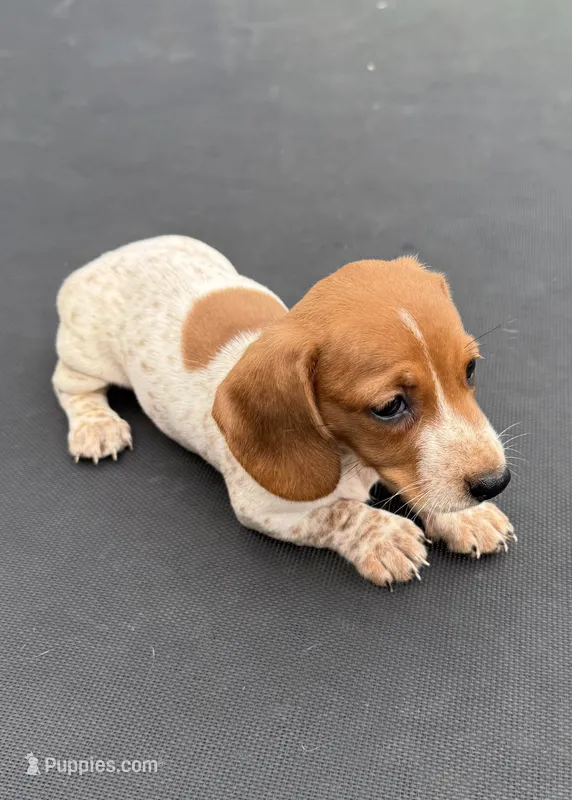 Gill’s mini dachshund  – Miniature Dachshund puppy for sale in Carthage, MS