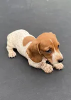 Gill’s mini dachshund , a female Miniature Dachshund for sale in Carthage, MS – 1 of 7
