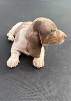 Isabella dapple and tan piebald , a male Miniature Dachshund for sale in Carthage, MS – 3 of 9