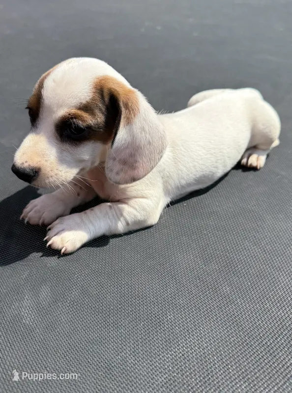 GG’s mini dachshund  – Miniature Dachshund puppy for sale in Carthage, MS