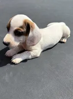 GG’s mini dachshund , a female Miniature Dachshund for sale in Carthage, MS – 1 of 6