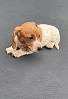 Gill’s mini dachshund , a female Miniature Dachshund for sale in Carthage, MS – 4 of 7