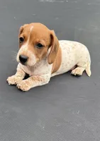 Gill’s mini dachshund , a female Miniature Dachshund for sale in Carthage, MS – 6 of 7