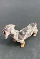 Silver dapple mini dachshund , a male Miniature Dachshund for sale in Carthage, MS – 4 of 6