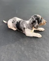 Silver dapple and tan piebald , a female Miniature Dachshund for sale in Carthage, MS – 2 of 10