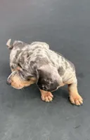 Silver dapple mini dachshund , a male Miniature Dachshund for sale in Carthage, MS – 2 of 6