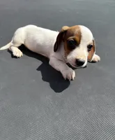 GG’s mini dachshund , a female Miniature Dachshund for sale in Carthage, MS – 5 of 6