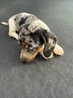 Silver dapple and tan piebald , a female Miniature Dachshund for sale in Carthage, MS – 5 of 10