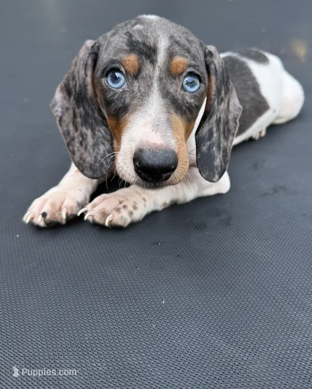 Silver dapple and tan mini dachshund  – Miniature Dachshund puppy for sale in Carthage, MS