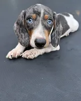 Silver dapple and tan mini dachshund , a male Miniature Dachshund for sale in Carthage, MS – 1 of 9